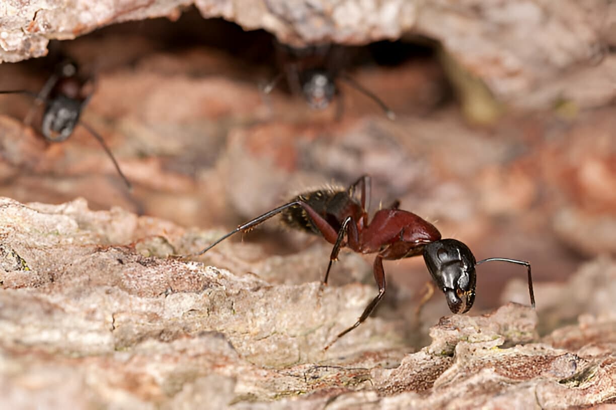 Fourmis charpentières